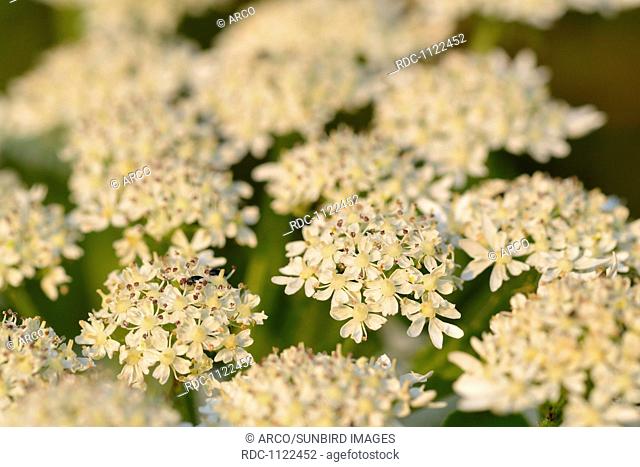 Goldpar (Heracleum persicum)