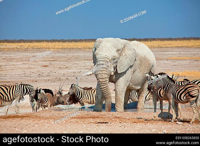 Tourist attraction on african safari in Namibia