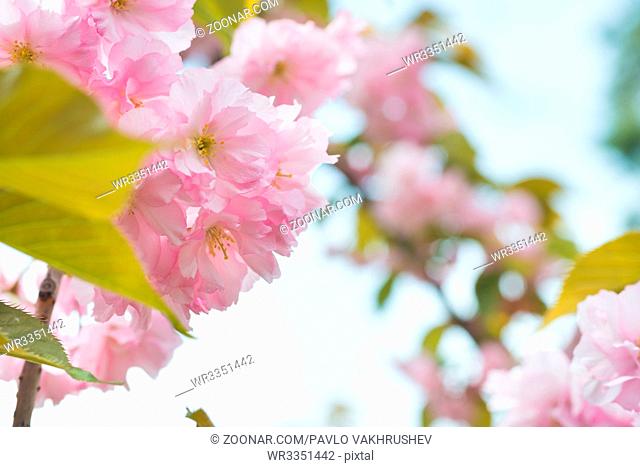 Blossom of pink sakura flowers on a spring cherry tree branch. Macro close up shot