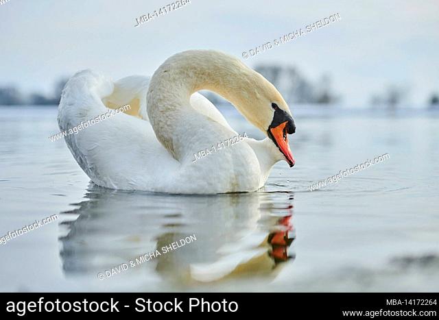 mute swan (cygnus olor), swimming, bavaria, germany