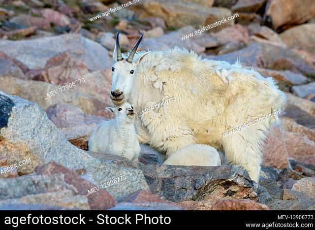 Mountain Goat (Oreamnos americanus) nanny and kid among granite boulders in the Beartooth Mountains near the Wyoming/Montana border