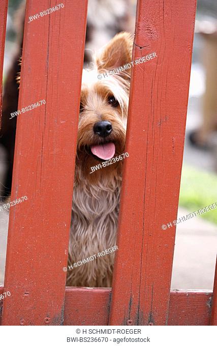Australian Terrier Canis lupus f. familiaris, looking through garden fence