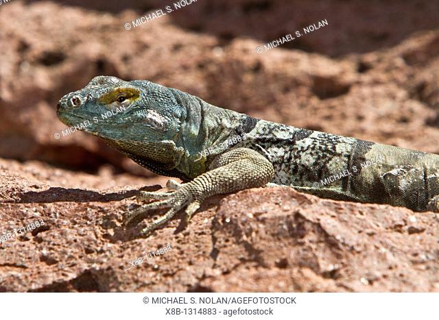 San Lucan banded rock lizard Petrosaurus thalassinus, an endemic lizard found only in the cape region of the Gulf of California Sea of Cortez