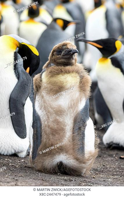 King Penguin (Aptenodytes patagonicus) on the Falkand Islands in the South Atlantic. Chick loosing typical brown plumage