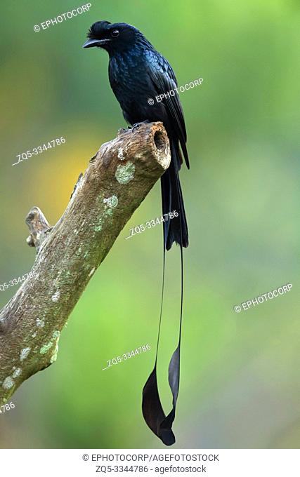 Greater racket-tailed drongo, Dicrurus paradiseus, Western Ghats, India