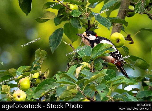 Great spotted woodpecker (Dendrocopos major), male, sitting in an apple tree, Hesse, Germany, Europe