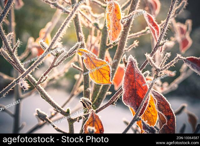 Frost on golden leaves in the beginning of winter with hoarfrost in the morning sunrise