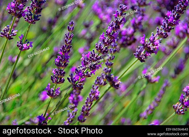 Lavendel - lavender 71