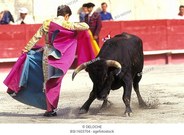 BULL FIGHT<BR>The corrida in Nîmes, France. In bullfighting, the 'veronica' is a pass in which the matador slowly swings the cape while holding it with both...