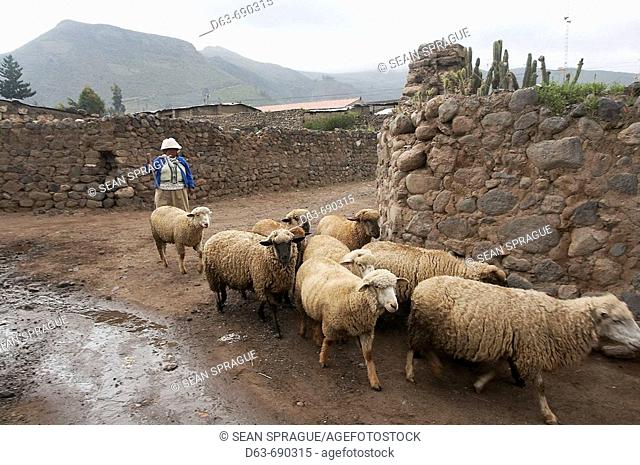 Herding sheep, Yanque, Colca Canyon, Peru