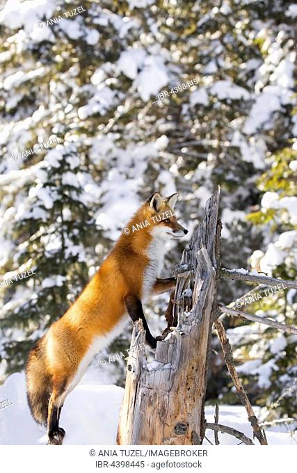 Red Fox (Vulpes vulpes), adult on the outlook, standing in snow, Algonquin Park, Ontario