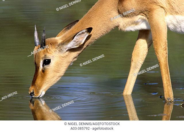 Impala (Aepyceros melampus) Kruger National Park, South Africa