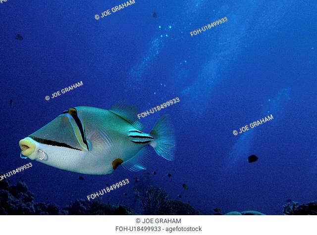Picasso Trigger Fish, Rhinecanthus Assasi. Showing off his latest piercing. Safaga, Red Sea