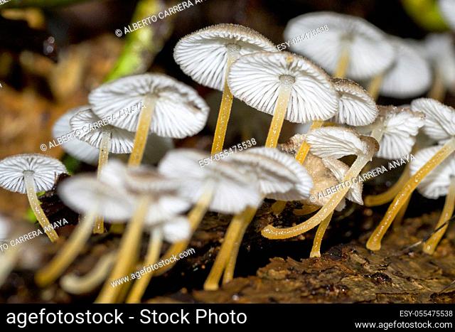 Mushrooms, Tropical Rainforest, Corcovado National Park, Osa Conservation Area, Osa Peninsula, Costa Rica, Central America, America
