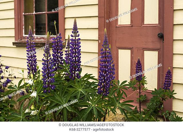 Lupines by the Cardrona Hotel, Cardrona, South Island, New Zealand