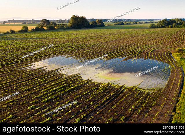 Rural scene with a flooded field in summer nature from drone. Wide angle of a country in the morning with water standing in agricultural area