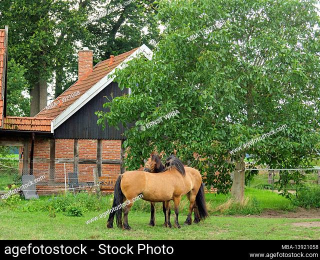 Horses, gable tour in Artland, Osnabrücker Land, Lower Saxony, Germany