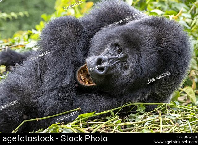 Africa, Uganda, Central African Hills, Kanungu District, The rainforest of the Bwindi Impenetrable National Park, Tropical Rainforest
