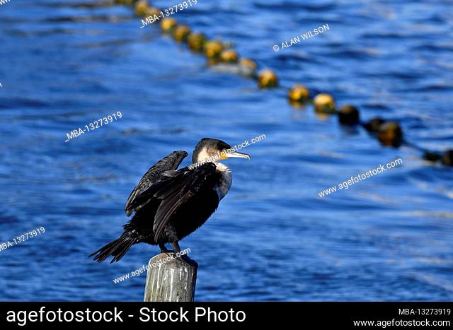 White-breasted Cormorant (Phalacrocorax lucidus) at Woodbridge Island, Cape Town, South Africa