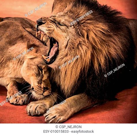 Gorgeous roaring lion and lioness on circus arena