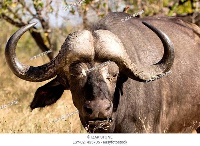 African buffalo bull