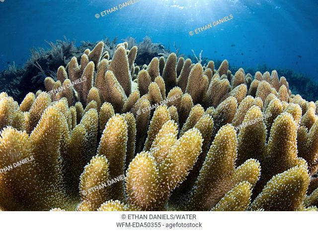 Soft Leather Corals, Sarcophyton sp., Komodo, Indonesia