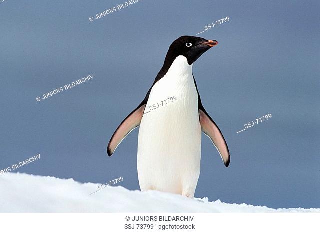 pygoscelis antarctica / bearded penguin