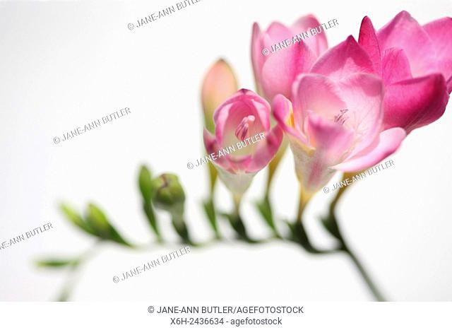gentle pink freesia stem as sweet as its fragrance