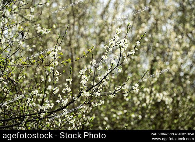 25 April 2023, Baden-Württemberg, Rottweil: Flowers hang from branches of a tree on a rainy morning. Photo: Silas Stein/dpa