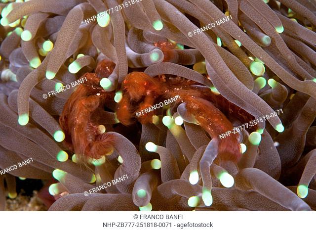 Orang-utan crab, Achaeus japonicus on anemones, dive site: C.crazy, Waigeo island, Raja Ampat, Irian Jaya, West Papua, Indonesia, Pacific Ocean