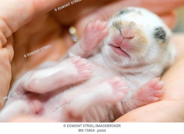 Baby of a dwarfrabbit lies in a hand