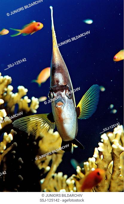 Red Sea Bannerfish, Heniochus intermedius, Egypt, Shaiab Marksur, Red Sea