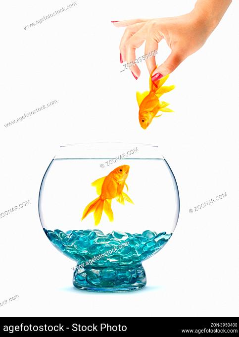 Gold fish in aquarium on a white background
