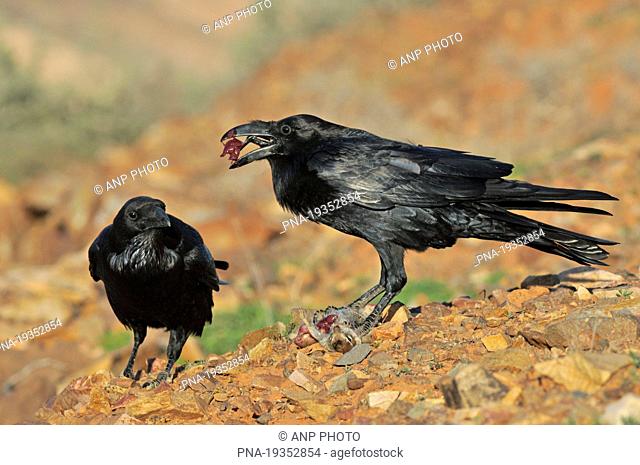 Canary island Raven Corvus corax tingitanus - Fuerteventura, Canary Islands, Spain, Europe