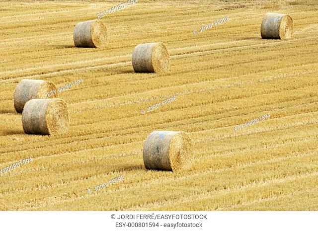 Barley field, Aberdeen region, Scotland, United Kingdom, Europe
