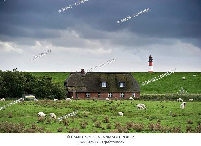 Old thatched cottage, sheep and the Westerheversand lighthouse at back, Westerhever, Eiderstedt, North Frisia, Schleswig-Holstein, Germany, Europe