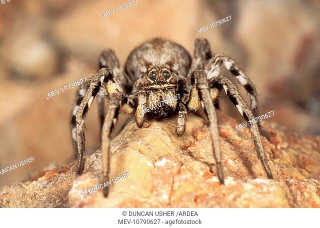 Wolf Spider (Lycosa tarantula)