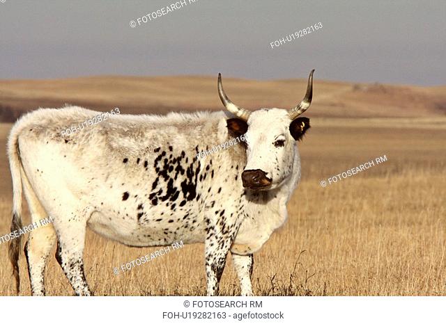 longhorn steer in pasture cow fall stubble field
