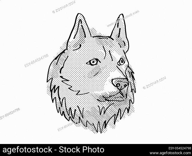 Retro cartoon style drawing of head of a Finnish Spitz, a domestic dog or canine breed on isolated white background done in black and white