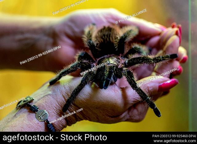 PRODUCTION - 09 March 2023, Hesse, Rodgau: A woman holds a South American tarantula, one of the largest spiders of its kind in the world