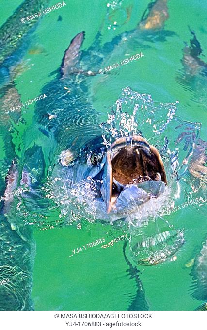 Atlantic tarpon, Megalops atlanticus, feeding frenzy on baitfish, Islamorada, Florida Keys National Marine Sanctuary, Florida, USA, Caribbean Sea