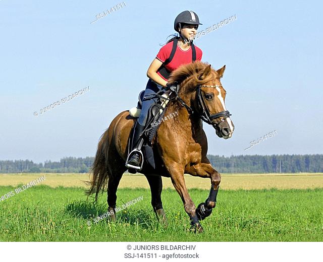 Girl galloping on a German pony