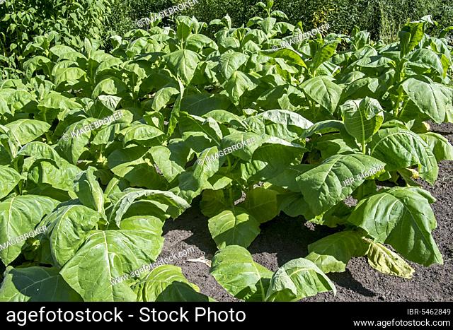 Aztec tobacco (Nicotiana rustica), wild tobacco plants in field
