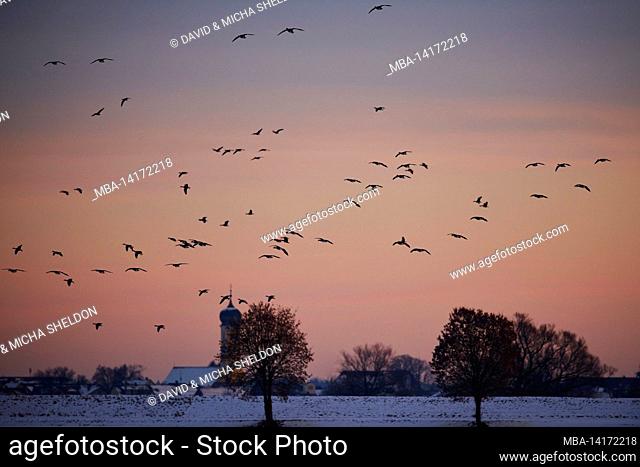 greylag geese (anser anser), flying, bavaria, germany