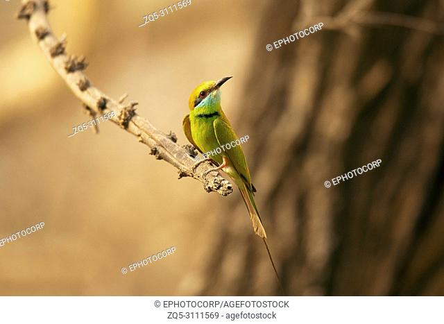 Green bee-eater, Merops orientalis, Jhalana, Rajasthan, India