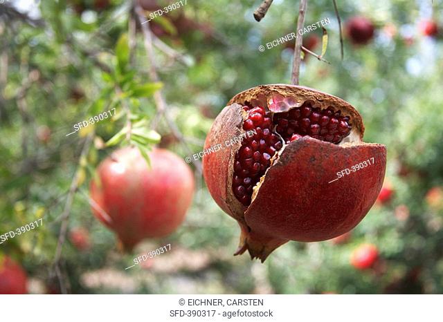 A split pomegranate on the tree