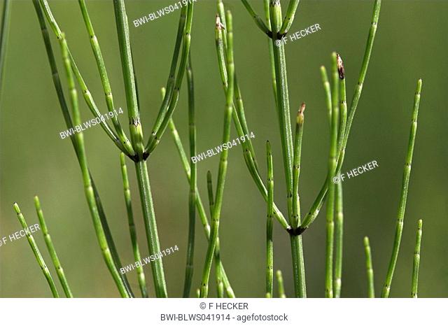 marsh horsetail Equisetum palustre, sprout with ramifications and sheath