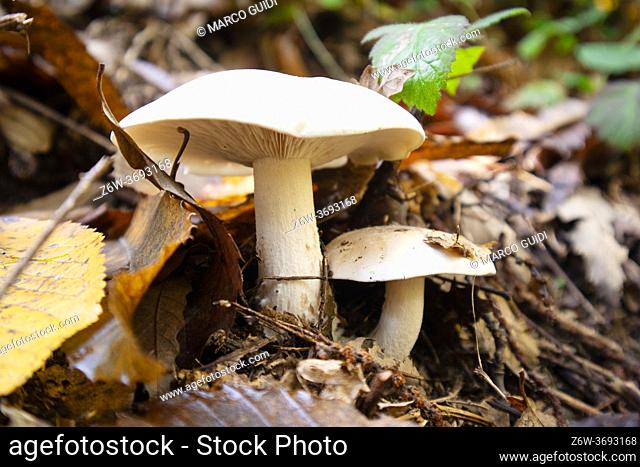Photographic representation of mushrooms produced in autumn from the under wood