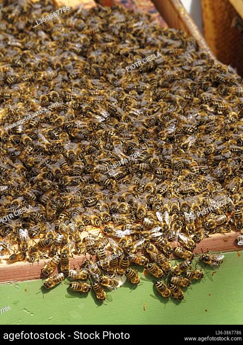 Poland. Bees in a hive