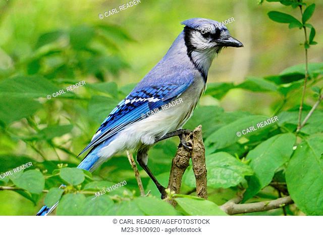 A bluejay, Cyanocitta cristata, looking around from a branch, Pennsylvania, USA
